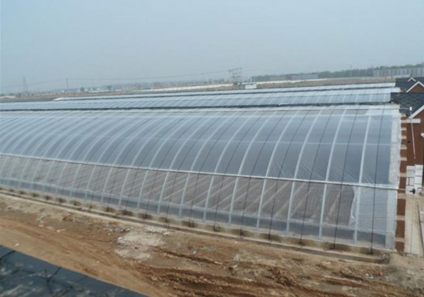 山東日光溫室大棚施工廠家